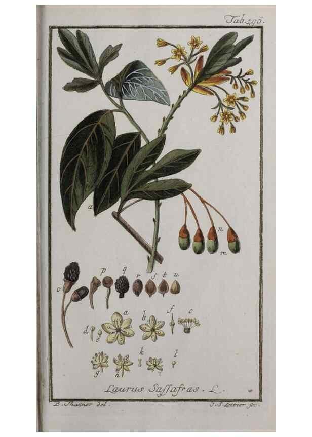 Reproducción/Reproduction 40214383893: Icones plantarum medicinalium.. Nürnberg :auf Kosten der Raspischen Buchhandlung,1779-1790. 
