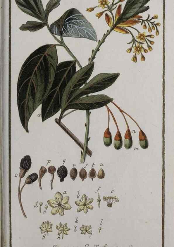 Reproducción/Reproduction 40214383893: Icones plantarum medicinalium.. Nürnberg :auf Kosten der Raspischen Buchhandlung,1779-1790. 