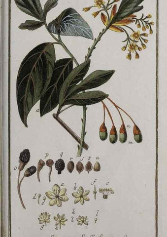 Reproducción/Reproduction 40214383893: Icones plantarum medicinalium.. Nürnberg :auf Kosten der Raspischen Buchhandlung,1779-1790. 