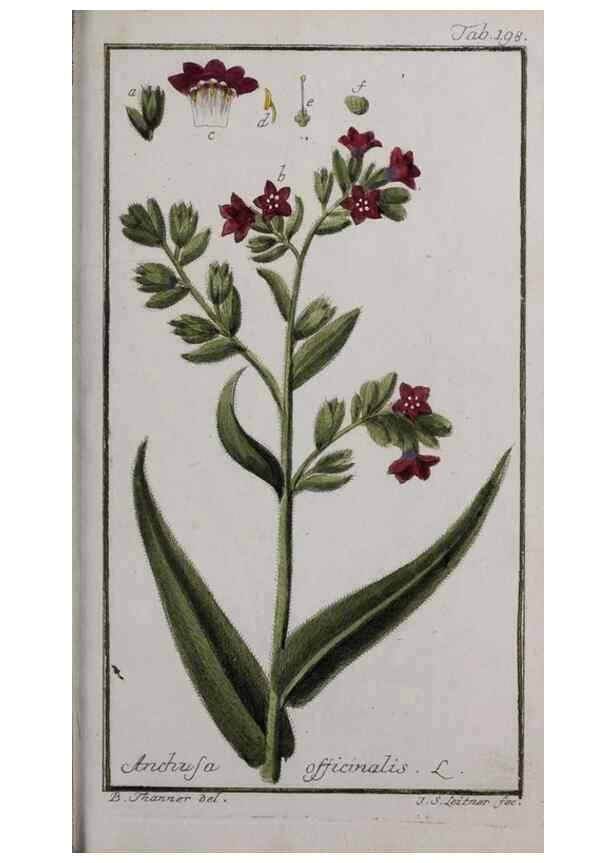 Reproducción/Reproduction 33303984448: Icones plantarum medicinalium.. Nürnberg :auf Kosten der Raspischen Buchhandlung,1779-1790. 