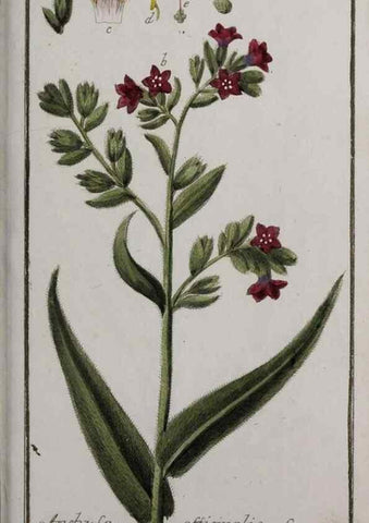 Reproducción/Reproduction 33303984448: Icones plantarum medicinalium.. Nürnberg :auf Kosten der Raspischen Buchhandlung,1779-1790. 