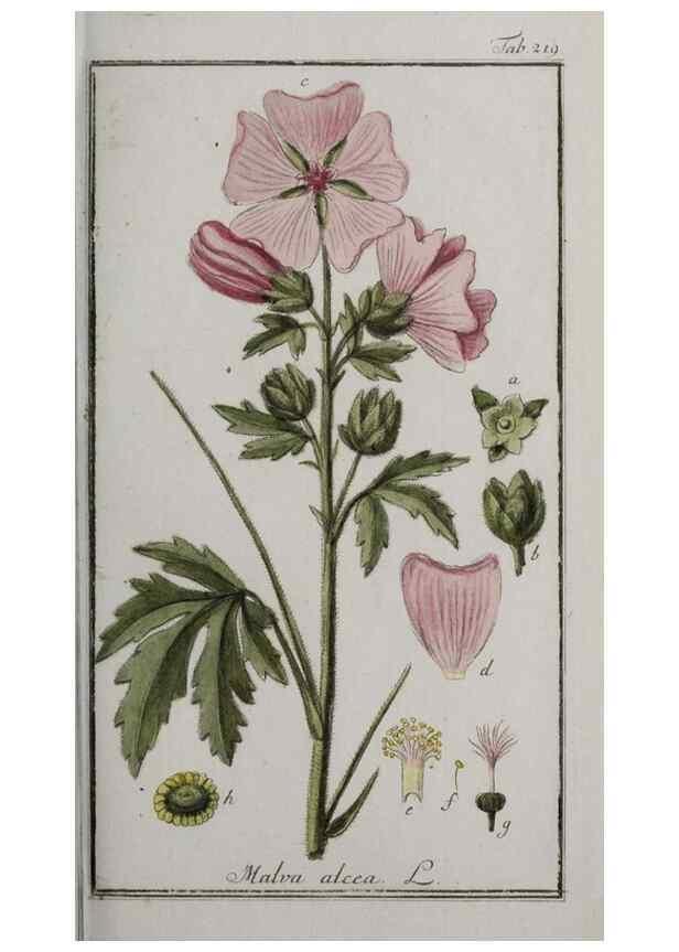 Reproducción/Reproduction 47127576442: Icones plantarum medicinalium.. Nürnberg :auf Kosten der Raspischen Buchhandlung,1779-1790. 
