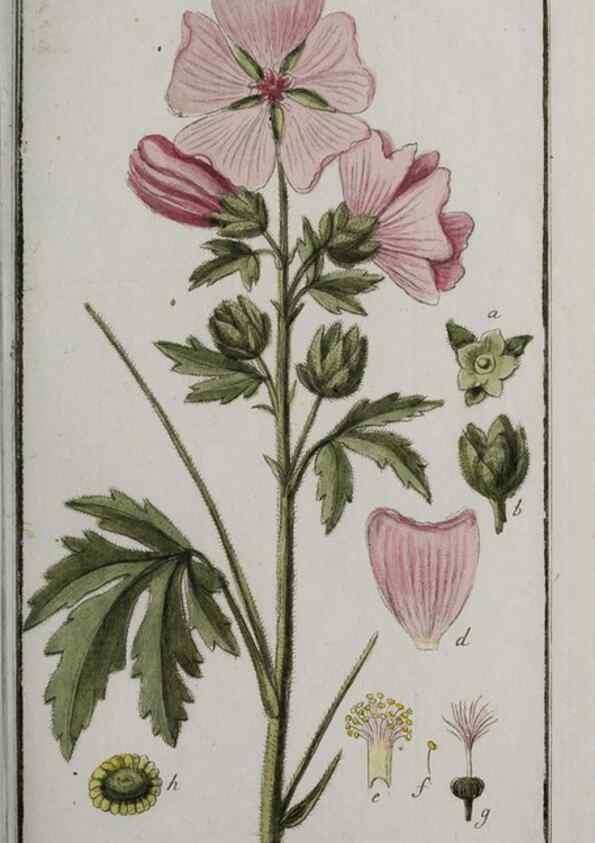 Reproducción/Reproduction 47127576442: Icones plantarum medicinalium.. Nürnberg :auf Kosten der Raspischen Buchhandlung,1779-1790. 