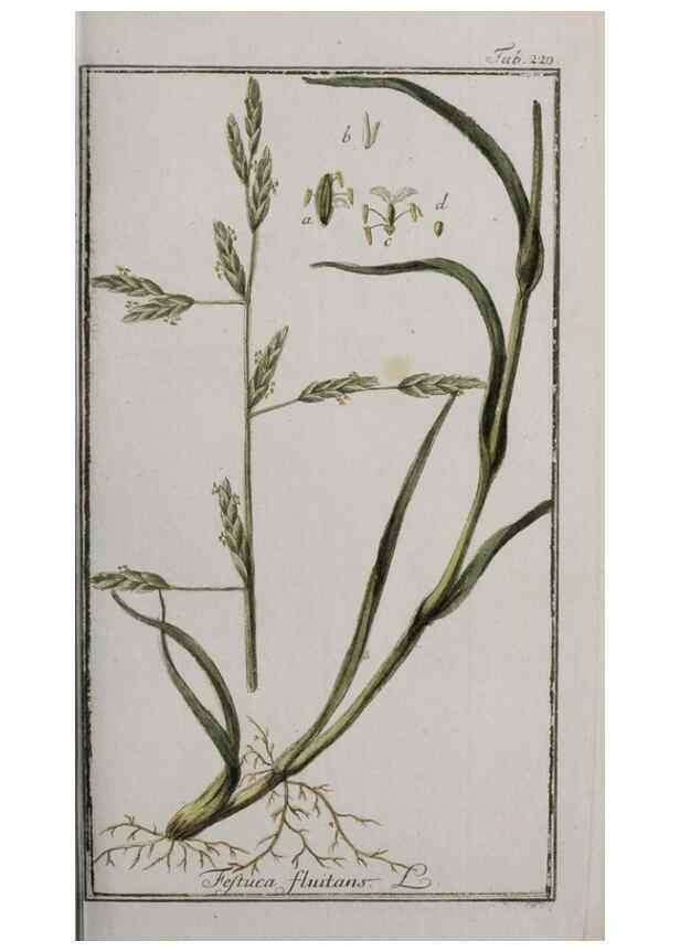 Reproducción/Reproduction 46455861164: Icones plantarum medicinalium.. Nürnberg :auf Kosten der Raspischen Buchhandlung,1779-1790. 