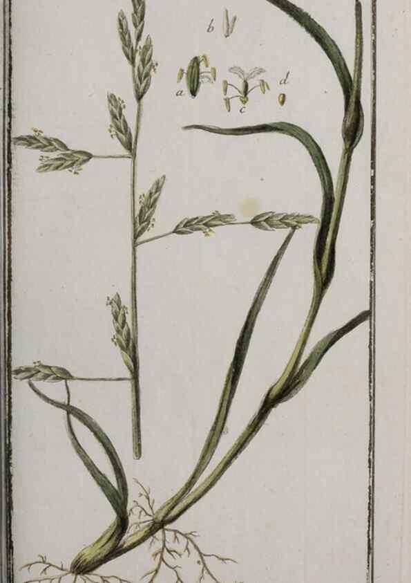 Reproducción/Reproduction 46455861164: Icones plantarum medicinalium.. Nürnberg :auf Kosten der Raspischen Buchhandlung,1779-1790. 