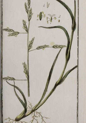 Reproducción/Reproduction 46455861164: Icones plantarum medicinalium.. Nürnberg :auf Kosten der Raspischen Buchhandlung,1779-1790. 