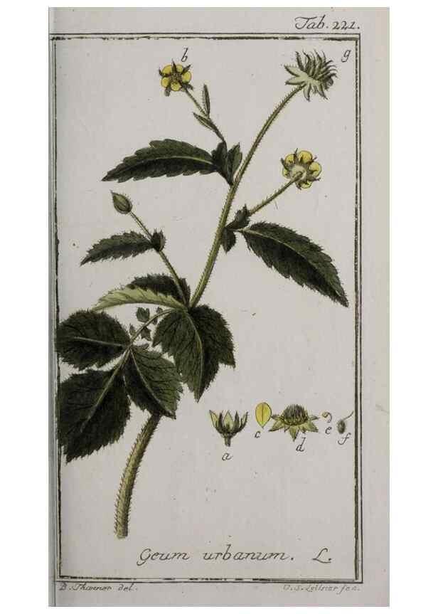 Reproducción/Reproduction 32237617477: Icones plantarum medicinalium.. Nürnberg :auf Kosten der Raspischen Buchhandlung,1779-1790. 