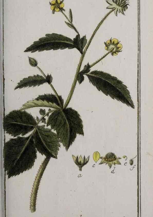 Reproducción/Reproduction 32237617477: Icones plantarum medicinalium.. Nürnberg :auf Kosten der Raspischen Buchhandlung,1779-1790. 