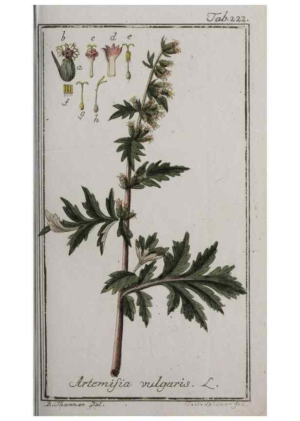 Reproducción/Reproduction 40214544303: Icones plantarum medicinalium.. Nürnberg :auf Kosten der Raspischen Buchhandlung,1779-1790. 