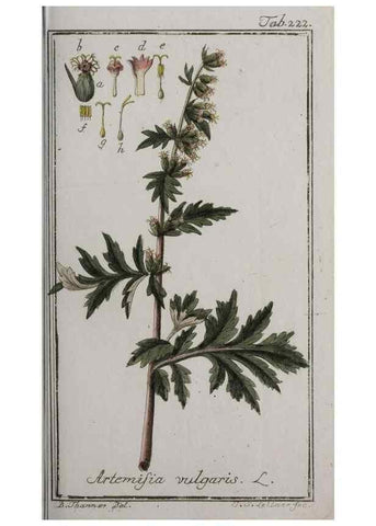 Reproducción/Reproduction 40214544303: Icones plantarum medicinalium.. Nürnberg :auf Kosten der Raspischen Buchhandlung,1779-1790. 