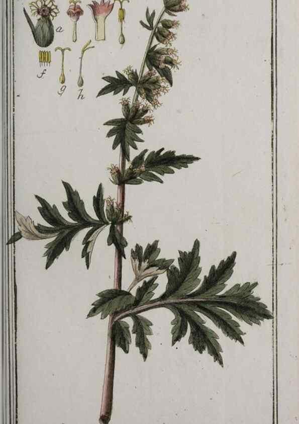 Reproducción/Reproduction 40214544303: Icones plantarum medicinalium.. Nürnberg :auf Kosten der Raspischen Buchhandlung,1779-1790. 