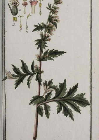 Reproducción/Reproduction 40214544303: Icones plantarum medicinalium.. Nürnberg :auf Kosten der Raspischen Buchhandlung,1779-1790. 