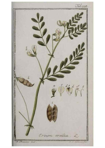 Reproducción/Reproduction 47179382011: Icones plantarum medicinalium.. Nürnberg :auf Kosten der Raspischen Buchhandlung,1779-1790. 