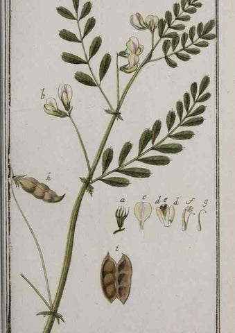 Reproducción/Reproduction 47179382011: Icones plantarum medicinalium.. Nürnberg :auf Kosten der Raspischen Buchhandlung,1779-1790. 