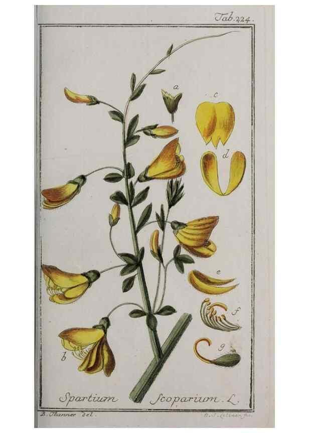 Reproducción/Reproduction 46265209975: Icones plantarum medicinalium.. Nürnberg :auf Kosten der Raspischen Buchhandlung,1779-1790. 