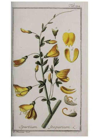 Reproducción/Reproduction 46265209975: Icones plantarum medicinalium.. Nürnberg :auf Kosten der Raspischen Buchhandlung,1779-1790. 