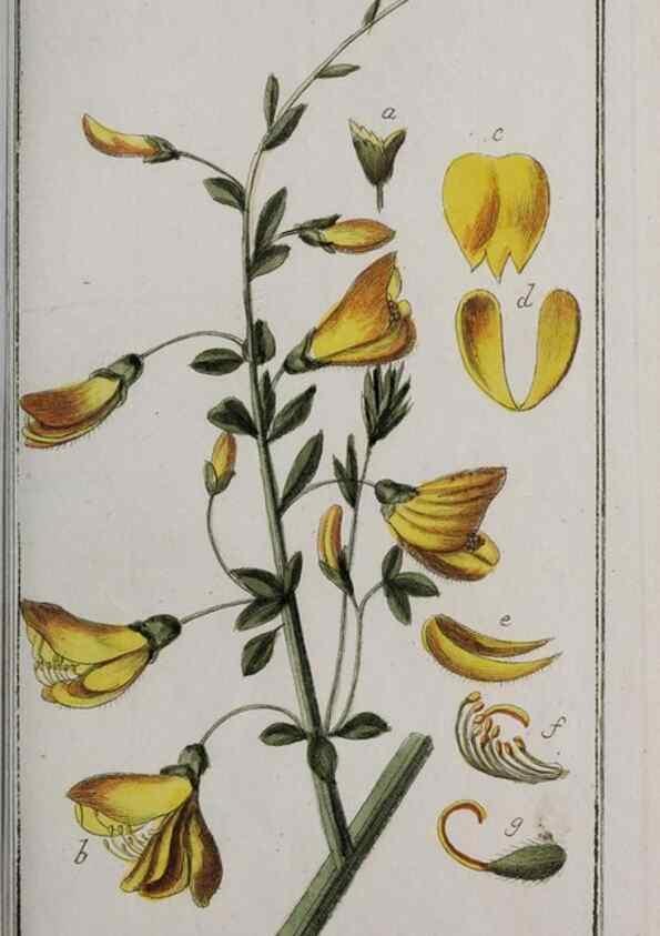 Reproducción/Reproduction 46265209975: Icones plantarum medicinalium.. Nürnberg :auf Kosten der Raspischen Buchhandlung,1779-1790. 