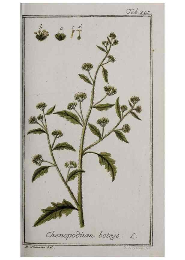 Reproducción/Reproduction 47127581352: Icones plantarum medicinalium.. Nürnberg :auf Kosten der Raspischen Buchhandlung,1779-1790. 