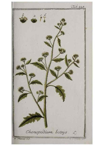 Reproducción/Reproduction 47127581352: Icones plantarum medicinalium.. Nürnberg :auf Kosten der Raspischen Buchhandlung,1779-1790. 