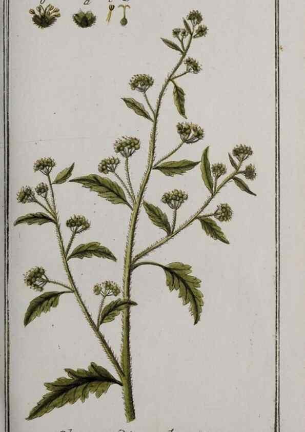 Reproducción/Reproduction 47127581352: Icones plantarum medicinalium.. Nürnberg :auf Kosten der Raspischen Buchhandlung,1779-1790. 