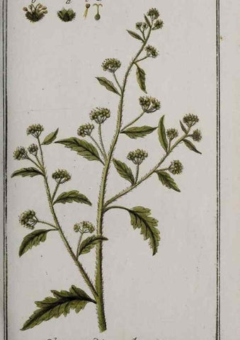 Reproducción/Reproduction 47127581352: Icones plantarum medicinalium.. Nürnberg :auf Kosten der Raspischen Buchhandlung,1779-1790. 