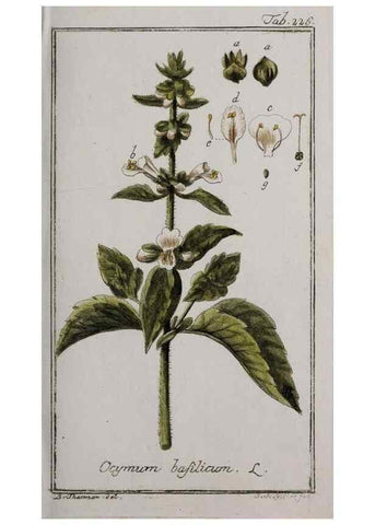 Reproducción/Reproduction 46265211145: Icones plantarum medicinalium.. Nürnberg :auf Kosten der Raspischen Buchhandlung,1779-1790. 