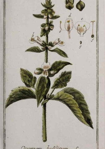 Reproducción/Reproduction 46265211145: Icones plantarum medicinalium.. Nürnberg :auf Kosten der Raspischen Buchhandlung,1779-1790. 