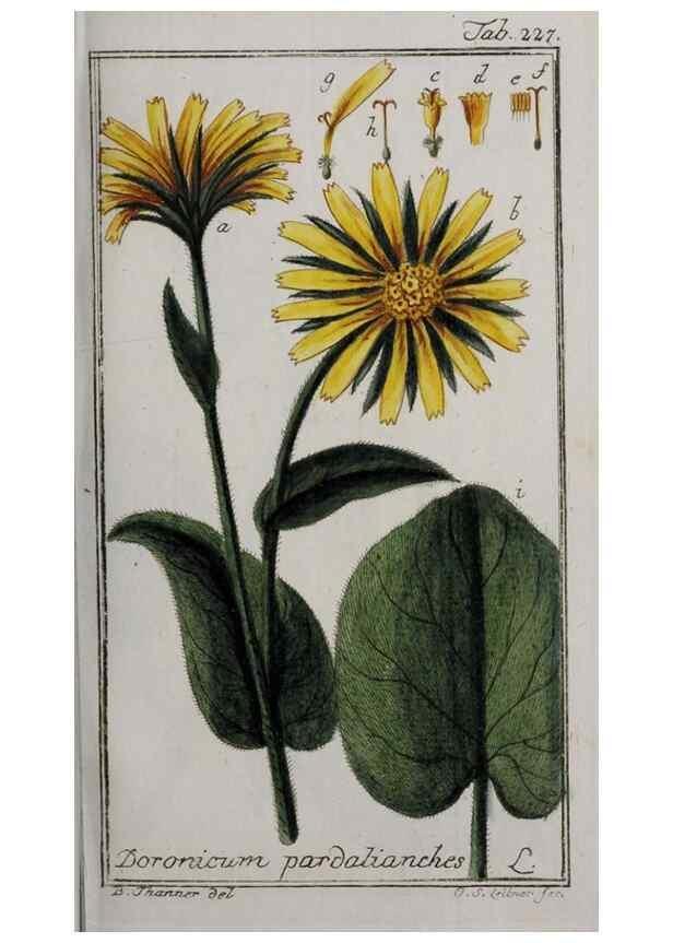 Reproducción/Reproduction 32237623127: Icones plantarum medicinalium.. Nürnberg :auf Kosten der Raspischen Buchhandlung,1779-1790. 