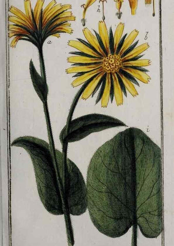 Reproducción/Reproduction 32237623127: Icones plantarum medicinalium.. Nürnberg :auf Kosten der Raspischen Buchhandlung,1779-1790. 