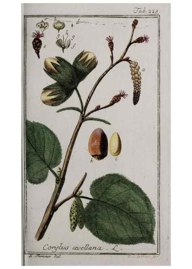 Reproducción/Reproduction 40214547093: Icones plantarum medicinalium.. Nürnberg :auf Kosten der Raspischen Buchhandlung,1779-1790. 