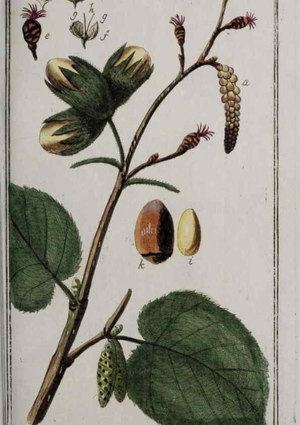 Reproducción/Reproduction 40214547093: Icones plantarum medicinalium.. Nürnberg :auf Kosten der Raspischen Buchhandlung,1779-1790. 