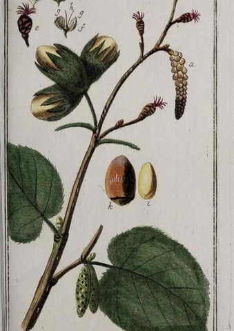 Reproducción/Reproduction 40214547093: Icones plantarum medicinalium.. Nürnberg :auf Kosten der Raspischen Buchhandlung,1779-1790. 