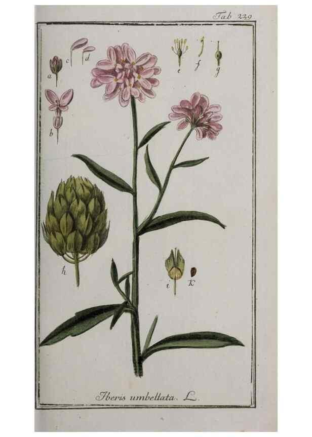Reproducción/Reproduction 40214547643: Icones plantarum medicinalium.. Nürnberg :auf Kosten der Raspischen Buchhandlung,1779-1790. 