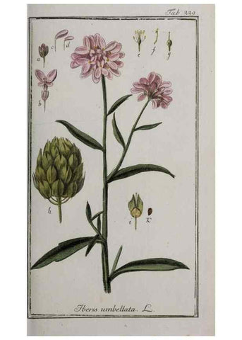 Reproducción/Reproduction 40214547643: Icones plantarum medicinalium.. Nürnberg :auf Kosten der Raspischen Buchhandlung,1779-1790. 