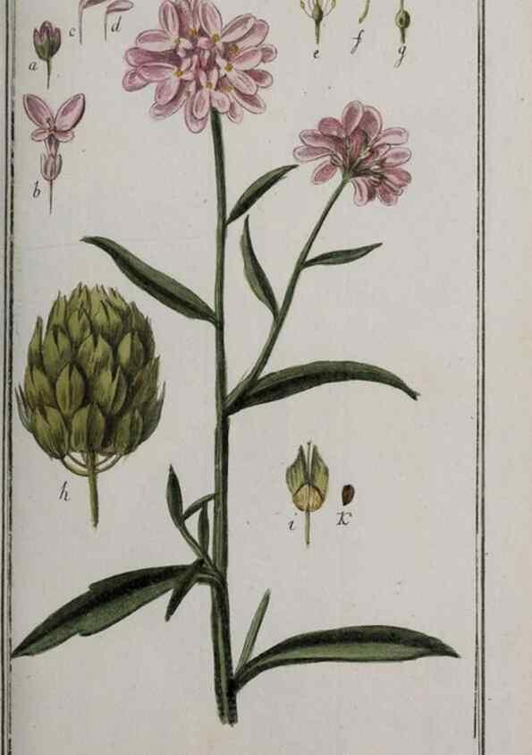 Reproducción/Reproduction 40214547643: Icones plantarum medicinalium.. Nürnberg :auf Kosten der Raspischen Buchhandlung,1779-1790. 