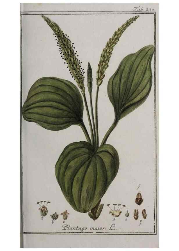 Reproducción/Reproduction 47127583772: Icones plantarum medicinalium.. Nürnberg :auf Kosten der Raspischen Buchhandlung,1779-1790. 