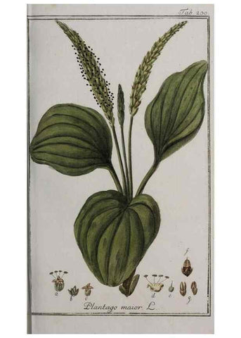 Reproducción/Reproduction 47127583772: Icones plantarum medicinalium.. Nürnberg :auf Kosten der Raspischen Buchhandlung,1779-1790. 