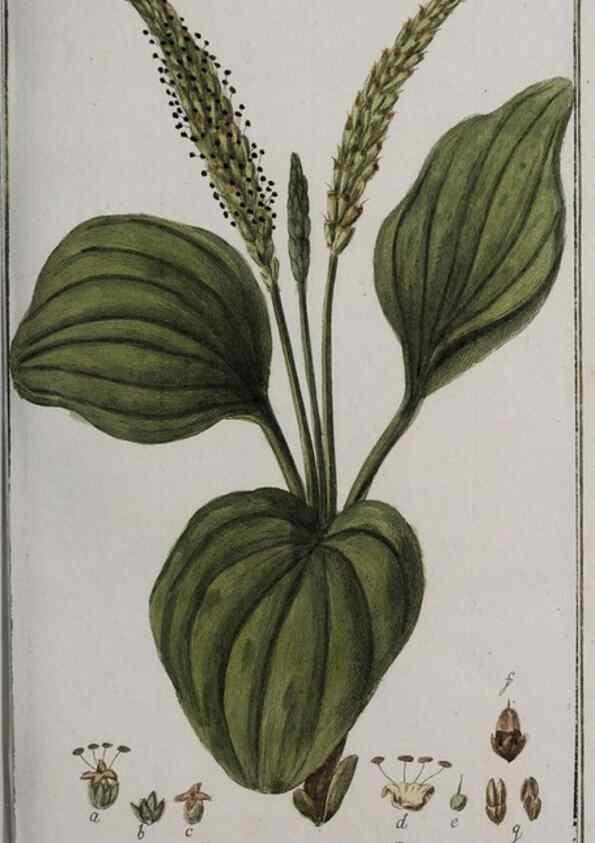Reproducción/Reproduction 47127583772: Icones plantarum medicinalium.. Nürnberg :auf Kosten der Raspischen Buchhandlung,1779-1790. 