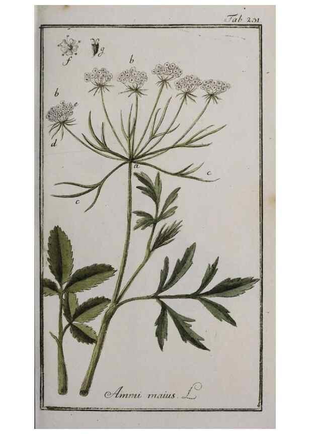 Reproducción/Reproduction 32237628077: Icones plantarum medicinalium.. Nürnberg :auf Kosten der Raspischen Buchhandlung,1779-1790. 