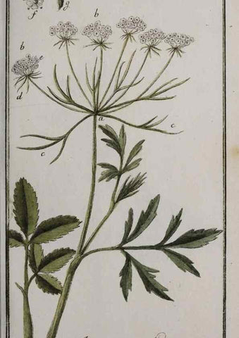 Reproducción/Reproduction 32237628077: Icones plantarum medicinalium.. Nürnberg :auf Kosten der Raspischen Buchhandlung,1779-1790. 