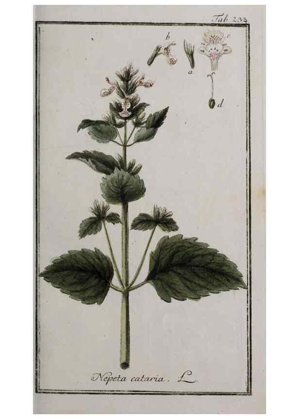 Reproducción/Reproduction 32237629637: Icones plantarum medicinalium.. Nürnberg :auf Kosten der Raspischen Buchhandlung,1779-1790. 