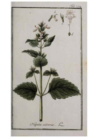 Reproducción/Reproduction 32237629637: Icones plantarum medicinalium.. Nürnberg :auf Kosten der Raspischen Buchhandlung,1779-1790. 