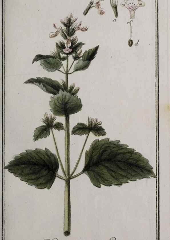 Reproducción/Reproduction 32237629637: Icones plantarum medicinalium.. Nürnberg :auf Kosten der Raspischen Buchhandlung,1779-1790. 