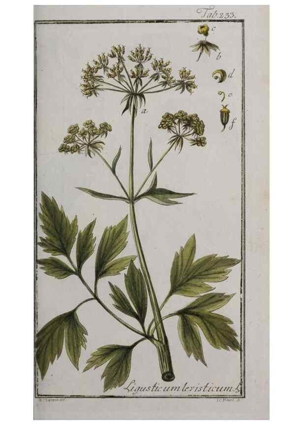 Reproducción/Reproduction 33304139008: Icones plantarum medicinalium.. Nürnberg :auf Kosten der Raspischen Buchhandlung,1779-1790. 