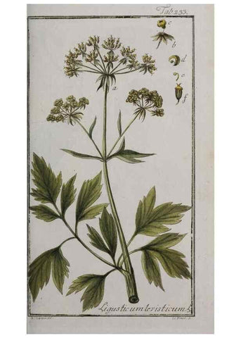 Reproducción/Reproduction 33304139008: Icones plantarum medicinalium.. Nürnberg :auf Kosten der Raspischen Buchhandlung,1779-1790. 