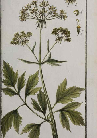 Reproducción/Reproduction 33304139008: Icones plantarum medicinalium.. Nürnberg :auf Kosten der Raspischen Buchhandlung,1779-1790. 