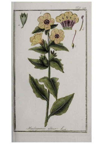 Reproducción/Reproduction 47127575472: Icones plantarum medicinalium.. Nürnberg :auf Kosten der Raspischen Buchhandlung,1779-1790. 