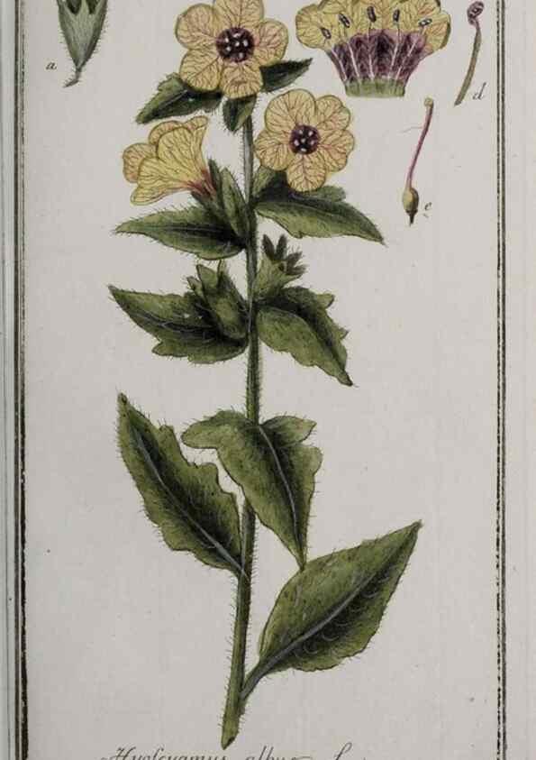 Reproducción/Reproduction 47127575472: Icones plantarum medicinalium.. Nürnberg :auf Kosten der Raspischen Buchhandlung,1779-1790. 