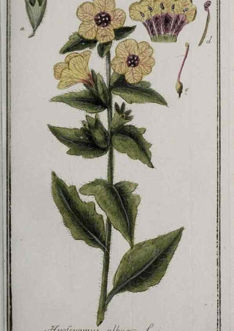 Reproducción/Reproduction 47127575472: Icones plantarum medicinalium.. Nürnberg :auf Kosten der Raspischen Buchhandlung,1779-1790. 