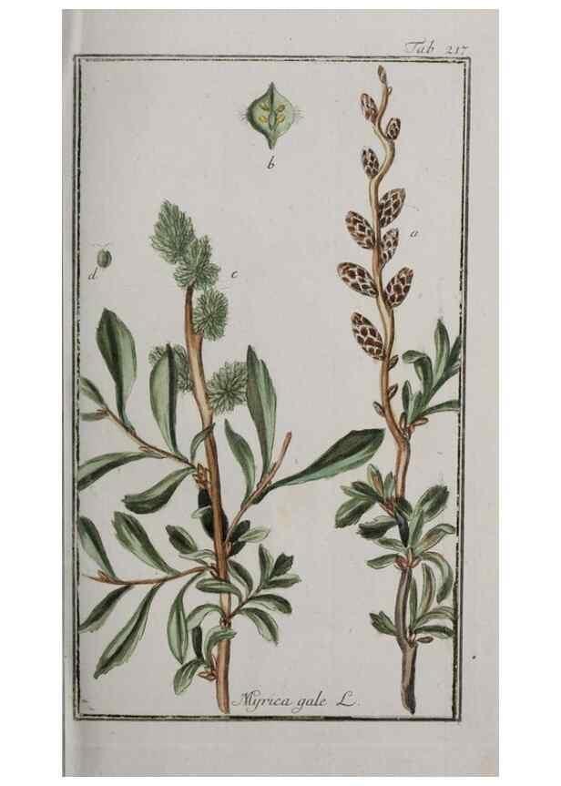 Reproducción/Reproduction 47179376751: Icones plantarum medicinalium.. Nürnberg :auf Kosten der Raspischen Buchhandlung,1779-1790. 